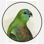 Blood or Red Rumped Parakeet Parrot Poster