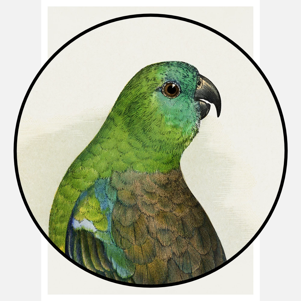 Blood or Red Rumped Parakeet Parrot Poster