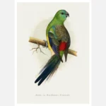 Blood or Red Rumped Parakeet Parrot Poster