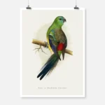 Blood or Red Rumped Parakeet Parrot Poster