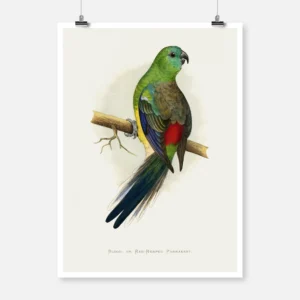 Blood or Red Rumped Parakeet Parrot Poster