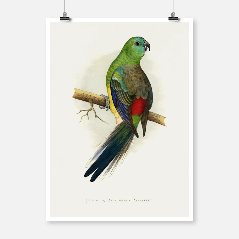 Blood or Red Rumped Parakeet Parrot Poster