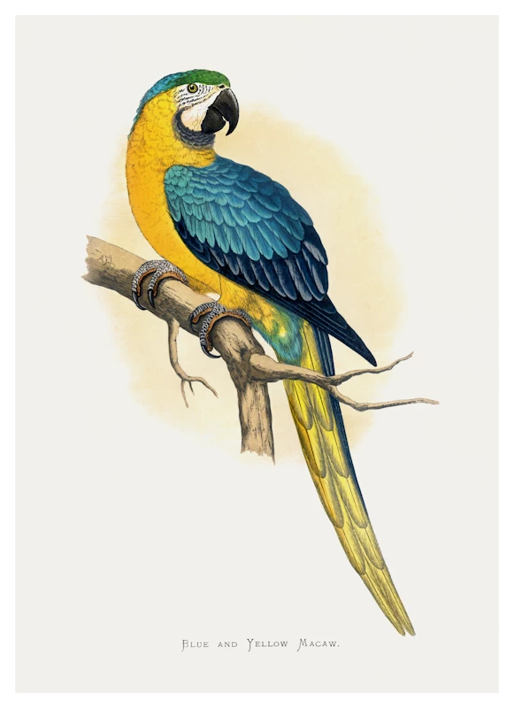 Blue and Yellow Macaw Parrot Poster