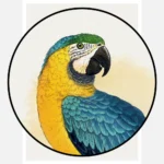 Blue and Yellow Macaw Parrot Poster