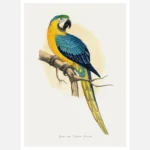 Blue and Yellow Macaw Parrot Poster