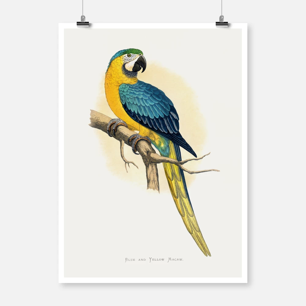 Blue and Yellow Macaw Parrot Poster