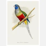 Blue Bonnet Parakeet Parrot Poster