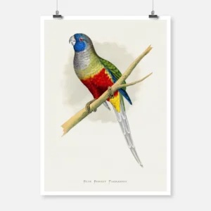 Blue Bonnet Parakeet Parrot Poster