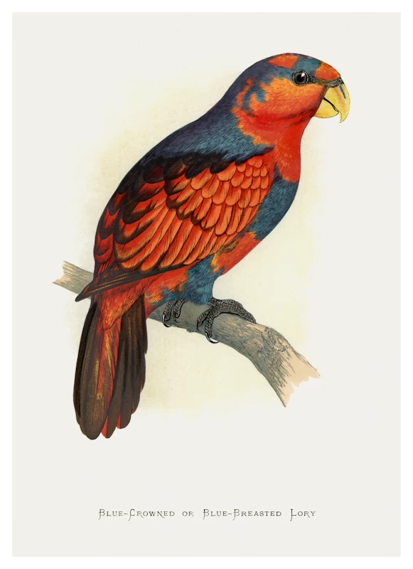 Blue Crowned or Blue Breasted Lory Parrot Poster