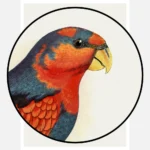 Blue Crowned or Blue Breasted Lory Parrot Poster
