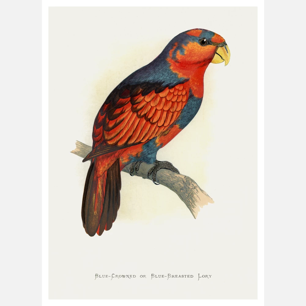 Blue Crowned or Blue Breasted Lory Parrot Poster