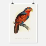 Blue Crowned or Blue Breasted Lory Parrot Poster