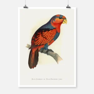 Blue Crowned or Blue Breasted Lory Parrot Poster