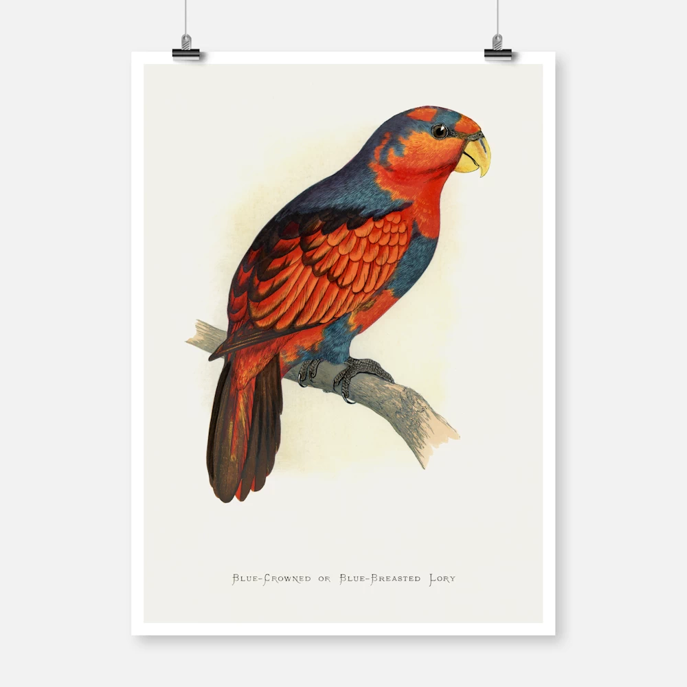 Blue Crowned or Blue Breasted Lory Parrot Poster