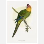 Carolina Parrot Poster