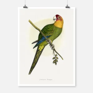 Carolina Parrot Poster