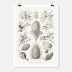 Coniferae Poster