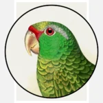 Festive Amazon Parrot Poster