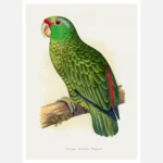 Festive Amazon Parrot Poster