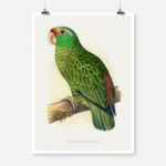 Festive Amazon Parrot Poster