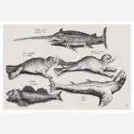 Five Sea Creatures Poster