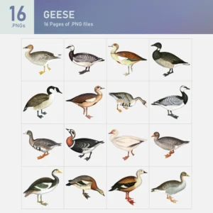 Geese Collection