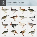 Graceful Geese Collection