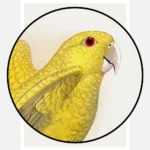 Golden or Queen Bavaria's Parrot Poster