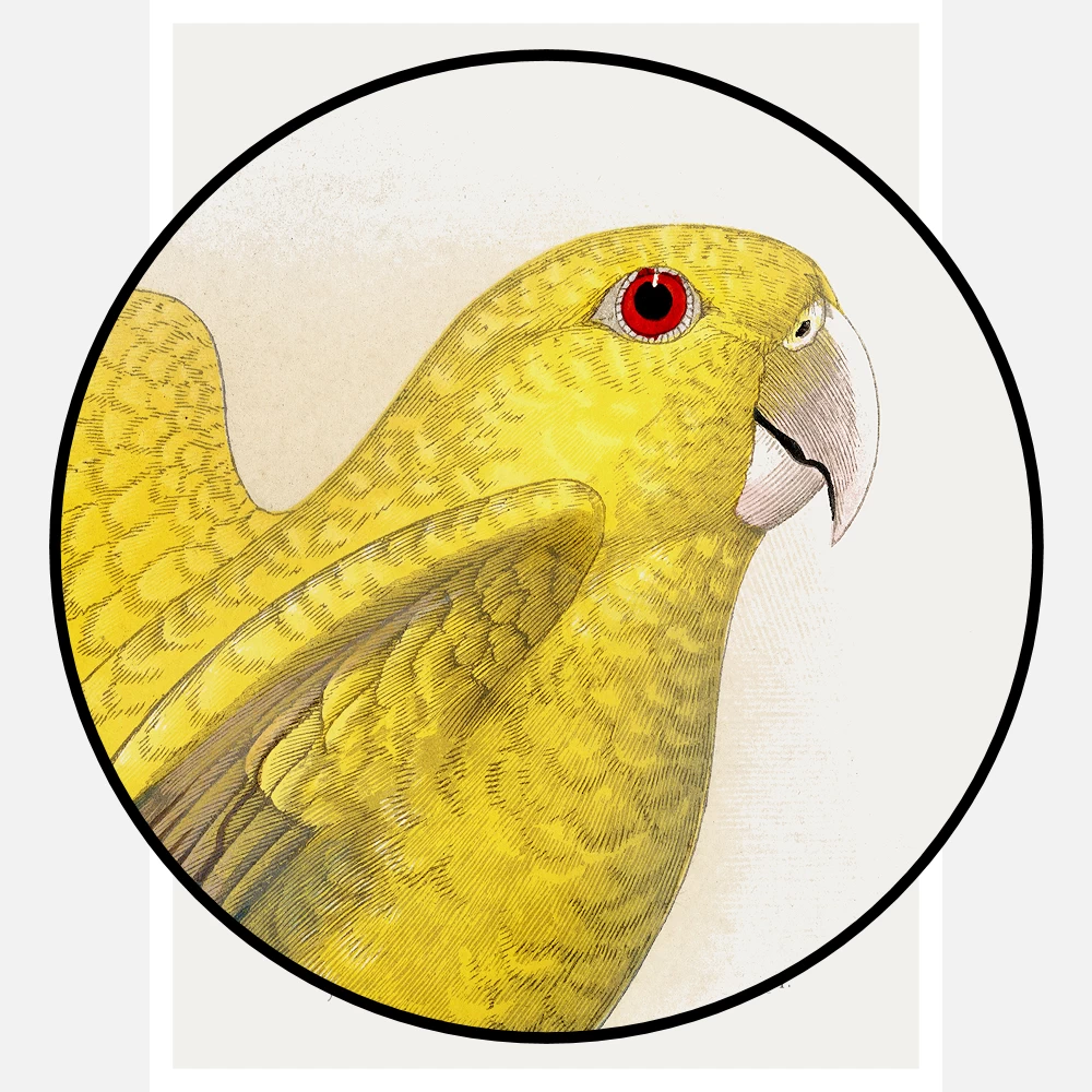 Golden or Queen Bavaria's Parrot Poster