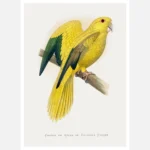 Golden or Queen Bavaria's Parrot Poster