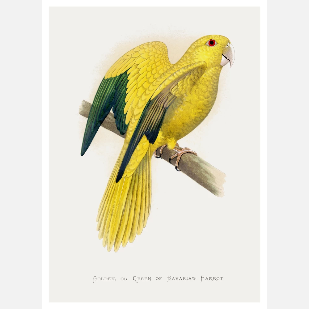 Golden or Queen Bavaria's Parrot Poster