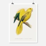 Golden or Queen Bavaria's Parrot Poster