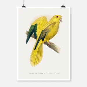 Golden or Queen Bavaria's Parrot Poster