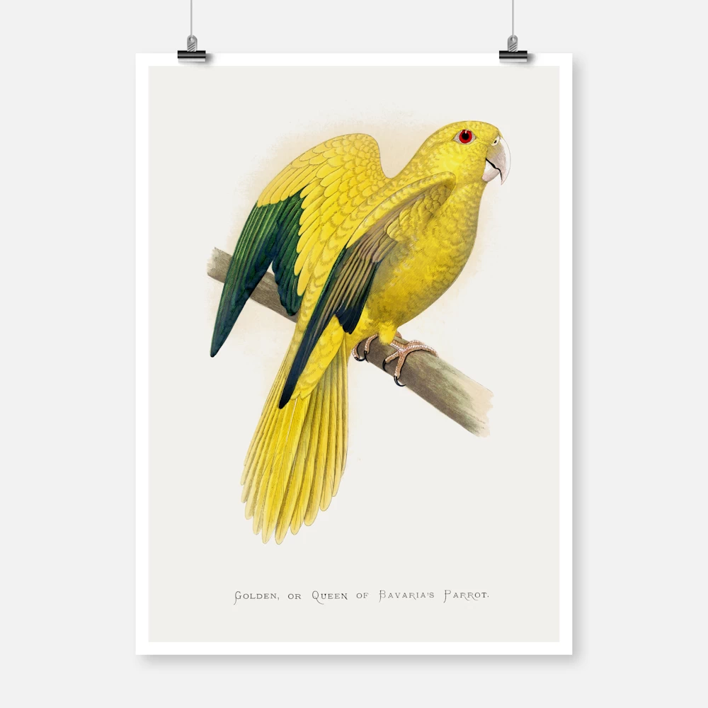 Golden or Queen Bavaria's Parrot Poster