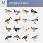 Graceful Geese Collection