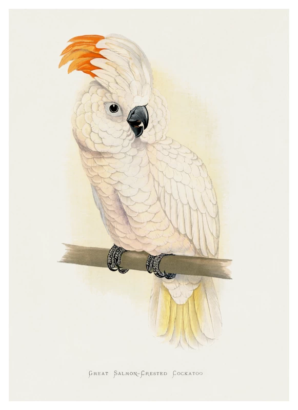 Great Salmon Crested Cockatoo Poster