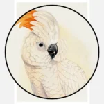 Great Salmon Crested Cockatoo Parrot Poster