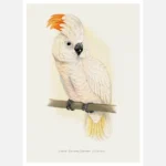 Great Salmon Crested Cockatoo Parrot Poster