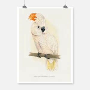 Great Salmon Crested Cockatoo Parrot Poster