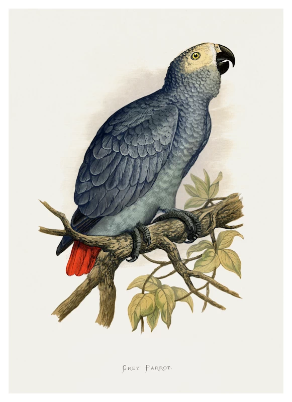 Grey Parrot Poster