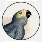 Grey Parrot Poster