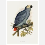 Grey Parrot Poster