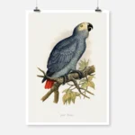 Grey Parrot Poster