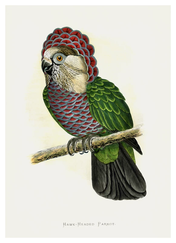 Hawk Headed Parrot Poster