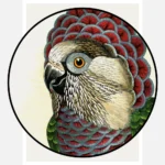 Hawk Headed Parrot Poster