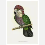 Hawk Headed Parrot Poster