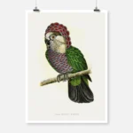 Hawk Headed Parrot Poster