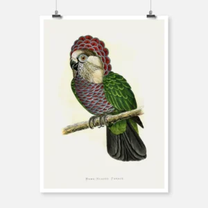 Hawk Headed Parrot Poster