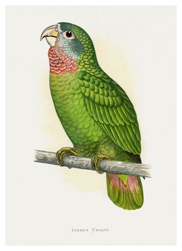 Jamaica Parrot Poster