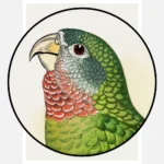 Jamaica Parrot Poster